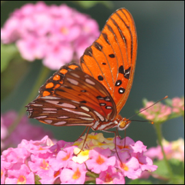 PLAN YOUR VISIT – PRICES & HOURS – Butterfly World